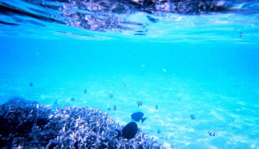 水中カメラで撮影したモルディブの熱帯魚