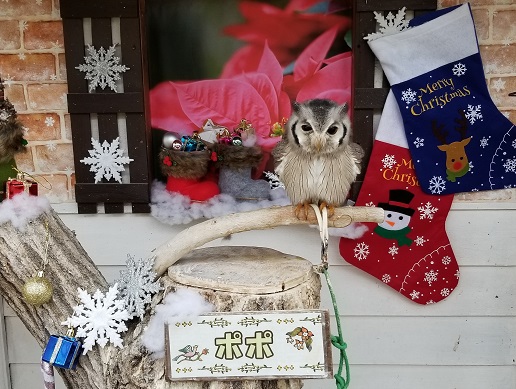 1歳9ヵ月 掛川花鳥園レポ たくさんの鳥と間近で触れ合える インスタ映えするフォトスポット満載 Mamimua マミームア