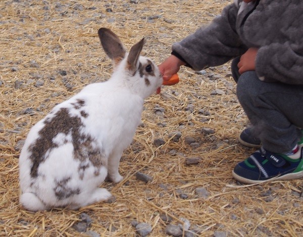 まかいの牧場のウサギの餌やり体験