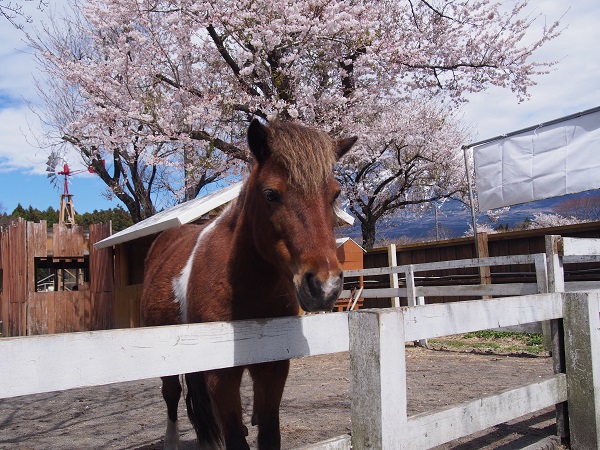 まかいの牧場の馬と桜