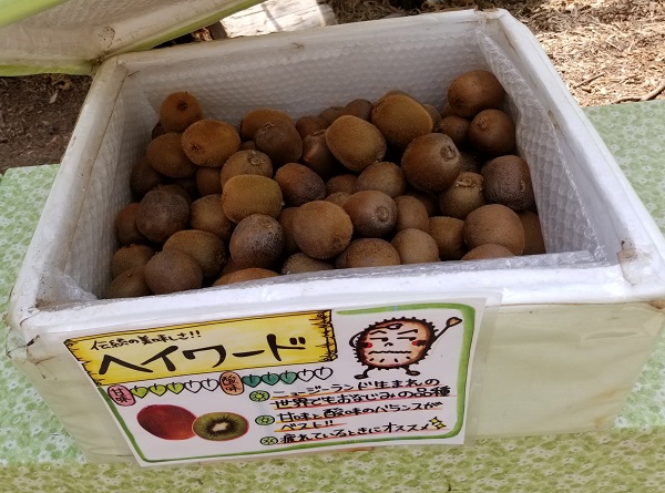 静岡県掛川キウイフルーツカントリーJapan子供連れレポ